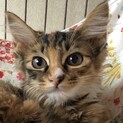 【ツナサンド】おかげさまで里親さまが決まりました！
