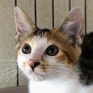 【ツナカン】おかげさまで里親さまが決まりました！