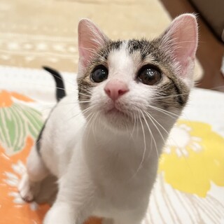 おてんば？！おっとり？！可愛い瞳にメロメロ♡