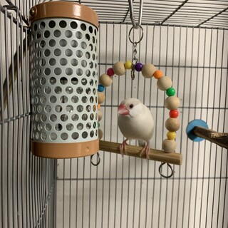 ベタ慣れ1歳5ヶ月の文鳥の里親募集いたします