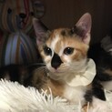人馴れバッチリ優しい三毛ちゃん姉妹