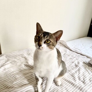 人馴れ抜群のはちこさんの里親さん募集中！