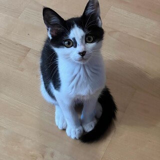 人馴れサイコーの仔猫サブ子さんの里親さん募集！