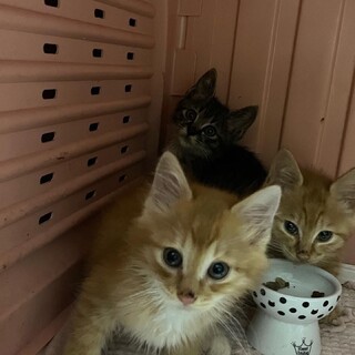 美しすぎる　ソラ君　長毛