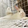 ミニうさぎ女の子(5ヶ月)の里親様募集 サムネイル4