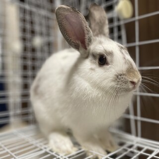 ミニうさぎ女の子(5ヶ月)の里親様募集