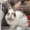 ミニうさぎ女の子(5ヶ月)の里親様募集 サムネイル2