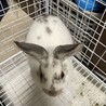 ミニうさぎ女の子(5ヶ月)の里親様募集 サムネイル3