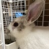 ミニうさぎ女の子(5ヶ月)の里親様募集 サムネイル5