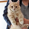 猫の里親募集です。