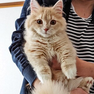 猫の里親募集です。
