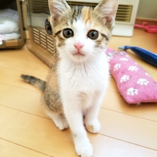 大切にしていただける方に