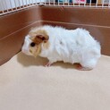 赤ちゃんモルモット里親さん募集