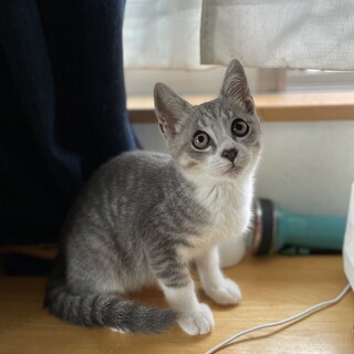 グレー白　おっとりかわいい男の子里親募集