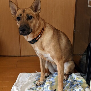 ビビりな女の子（雑種）カジュちゃんです（避妊済）