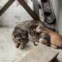 【子猫3匹】茶虎、三毛、白虎