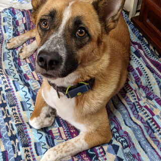 シャイなスズキ君（雑種5歳半・去勢済）です。