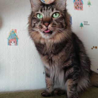 長毛ママの子供