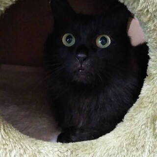 長毛黒ママの子供