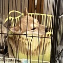 約3歳の柴犬里親緊急募集