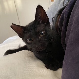 人が見えたらすぐに寄ってくる甘えん坊シバ♂