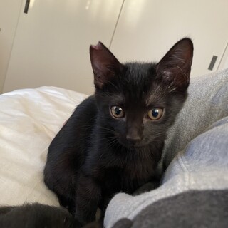 去勢済ぐるぐるかぎしっぽオレオ♂