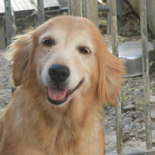 ゴールデン レトリーバーの保護犬里親募集情報 ペットのおうち 月間利用者150万人 ゴールデン レトリーバーの保護犬里親募集情報 ペットのおうち 月間利用者150万人