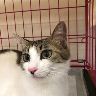 人が大好き甘えん坊さん♡こまちちゃん