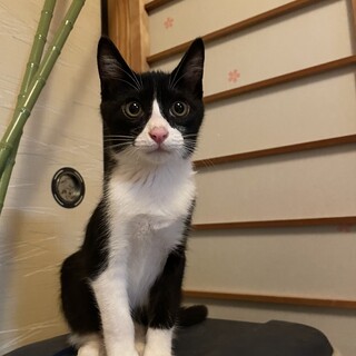 ダミ声ハチワレぐらさん