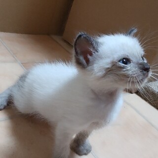 ポインテッド里親募集中 茨城県 猫の里親募集 ペットのおうち 月間利用者150万人