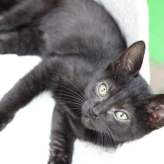 譲渡対象猫のご紹介です（5108）