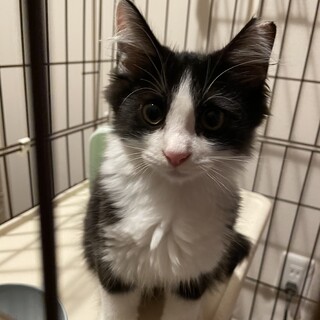 綺麗なハチワレ長毛美猫もずくちゃん♫