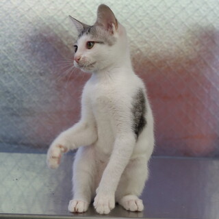 譲渡対象猫のご紹介です(0114)