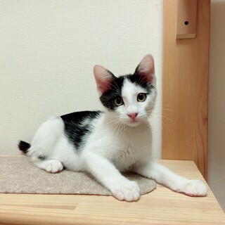 ちょっぴりシャイな白黒ボーイ　ホップくん