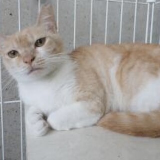 大人しい茶白の女の子【うららちゃん】