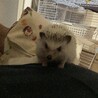 ハリネズミ4ヶ月の男の子 サムネイル2