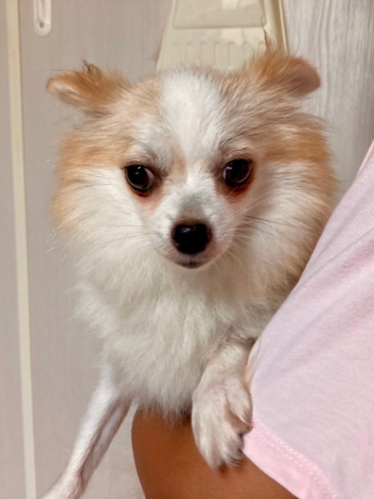 おしあげ ママ は卒業 埼玉県 犬の里親募集 ペットのおうち 月間利用者150万人