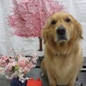 Aren 