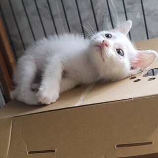 【　遊ぶの大好きな真っ白な男の子です♪　】