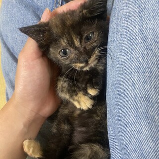 サバトラの子猫ちゃん 里親募集です！