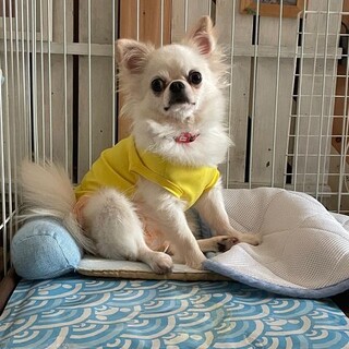 チワワのプラダちゃん