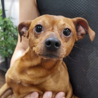 ミニチュアピンシェル耳垂 広島県 犬の里親募集 ペットのおうち 月間利用者150万人