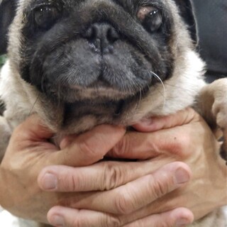 パグの小春ちゃん