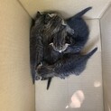 【大至急】子猫5匹
