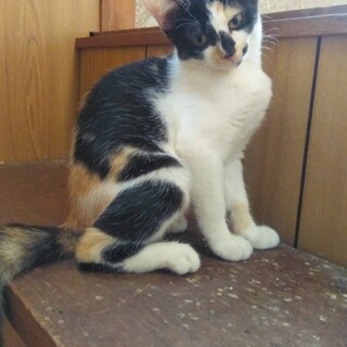 【無償譲渡】三毛猫ちゃん