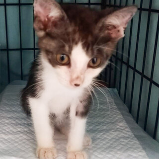 Help！可愛い❤️人気の黒グレー白ハチワレ