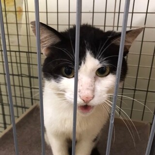 Help！人大好き人気の黒白ハチワレ君