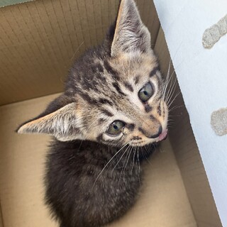 元気いっぱいキジトラくん