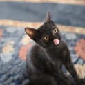飼いやすい黒猫ひじき