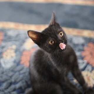 飼いやすい黒猫ひじき